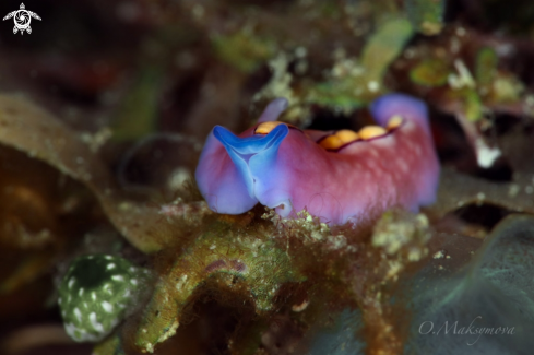 A Racing stripe flatworm (Pseudoceros bifurcus)