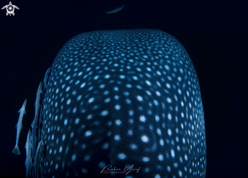 A Whale Shark