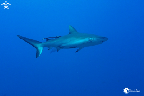 A Grey Reef Shark