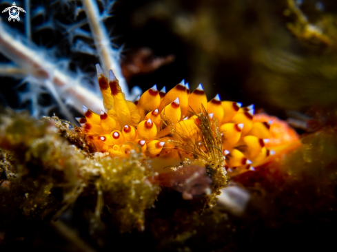 A Janolus sp. | Nudibranch