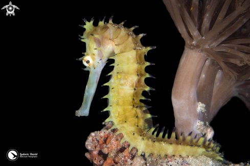 A Hippocampus histrix | Thorny Seahorse