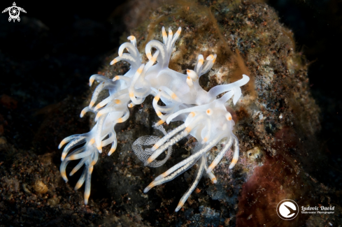 A Bicolor Flabellina Nudibranch