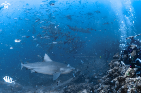 A Bull shark 