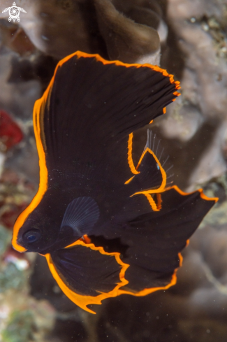 A Platax pinnatus | Juvenile, Pinnate spadefish