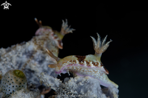 A Hypselodoris reidi | Nudibranche