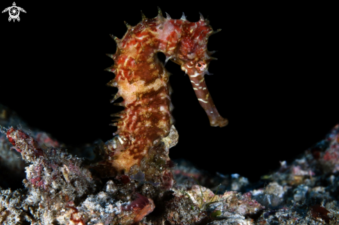 A Hippocampus histrix | Thorny Seahorse