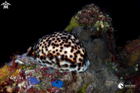 A Tiger Cowrie