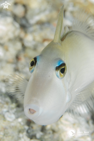 A Scythe Triggerfish