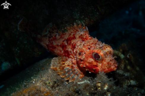 A SCORPIONFISH