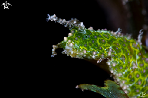 A Nudibranch