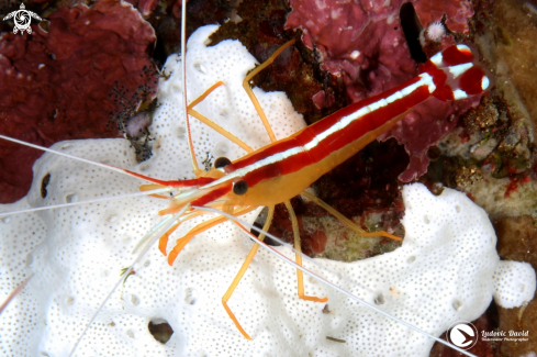 A White-Banded Cleaner Shrimp
