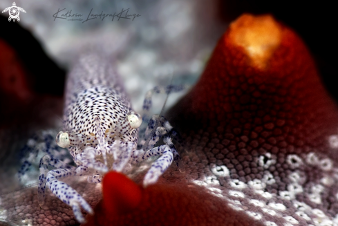 A Rounded Sea Star Shrimp