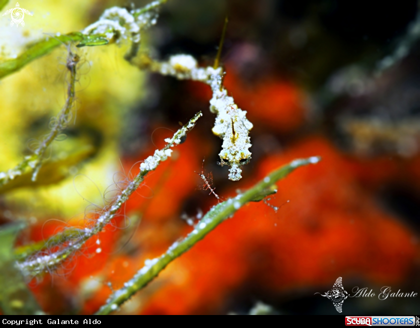 A Lembeh Seadragon - Skeleton Shrimp