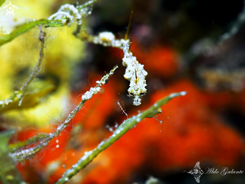 A Lembeh Seadragon - Skeleton Shrimp