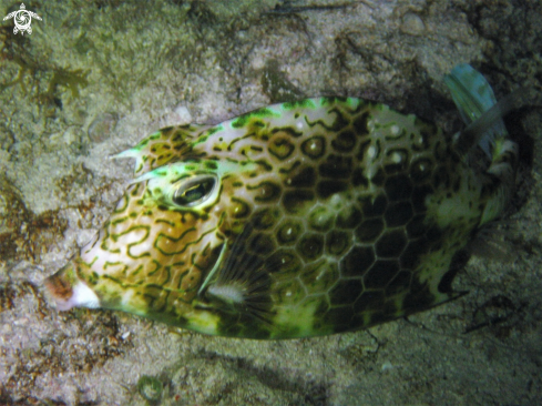 A Honeycomb Trunkfish / Boxfish