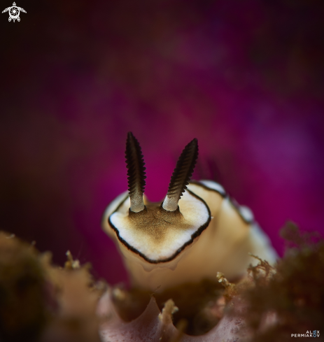 A nudibranch