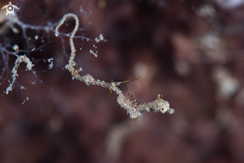 A Lembeh Sea Dragon 