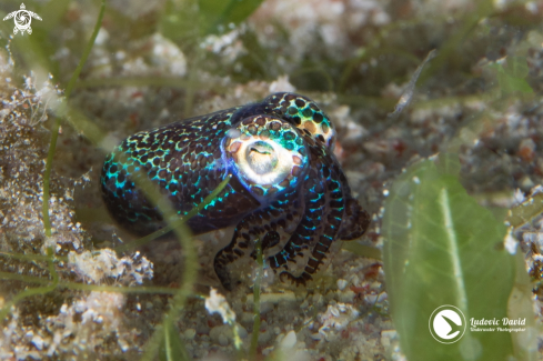 A Berry's Bobtail Squid