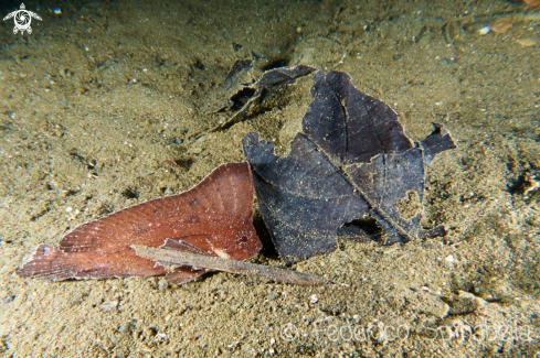 A Taenianotus triacanthus | Leaf scorpionfish