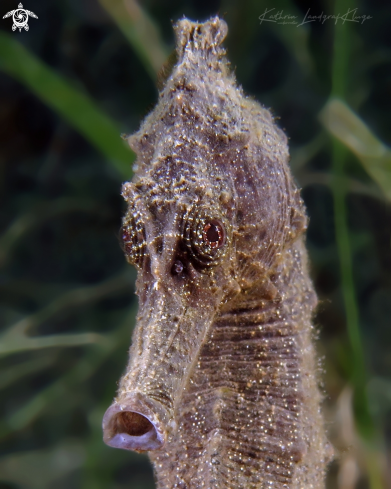 A Seahorse