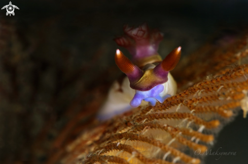 A Nudibranch Nembrotha chamberlaini