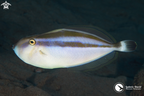 A Pseudalutarius nasicornis (male) | Rhino Filefish