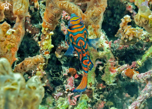 A mandarin fish