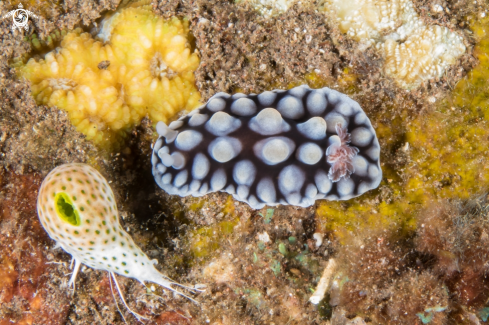 A Lumpy Dendrodoris