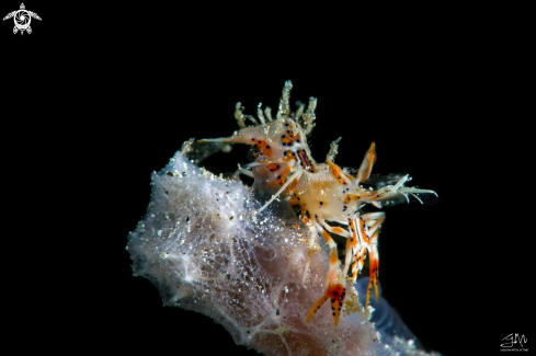 A Spiny tiger shrimp