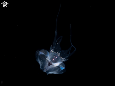 A sea butterfly