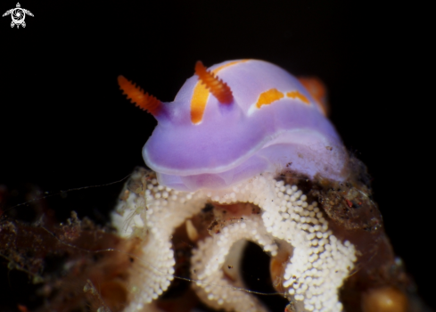 A Nudi and Egg