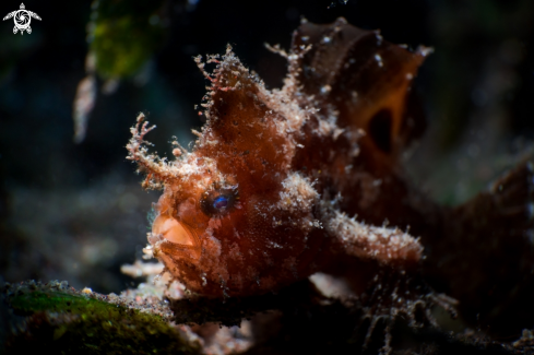 A FROGFISH