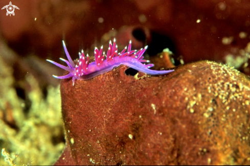 A Flabellina Affinis | Flabellina