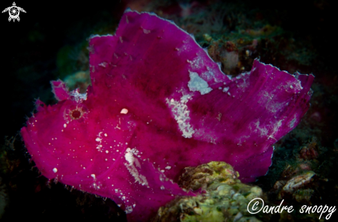 A Taenianotus triacanthus | Leafy Scorpionfish