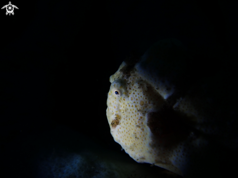 A Painted frogfish