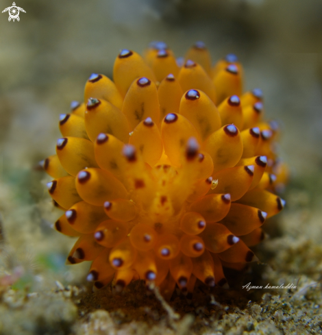 A Nudibranch