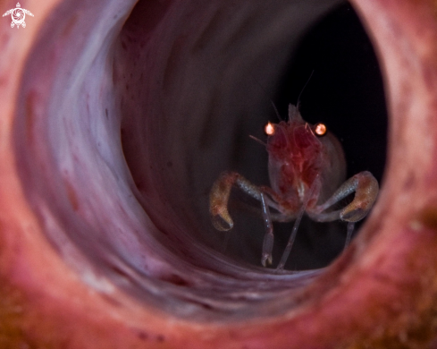 A Thaumastocaris streptopus | Tunicate shrimp