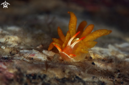 A Phestilla melanobrachia juv. (NSSI 1), size 1-2mm