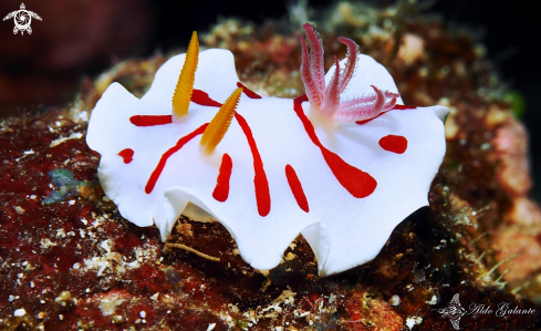 A Verconia catalai (Rudman, 1990) | Noumea Nudibranch