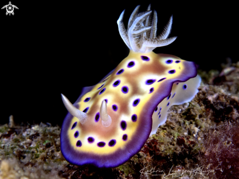 A Goniobranchus kuniei | Nudibranch