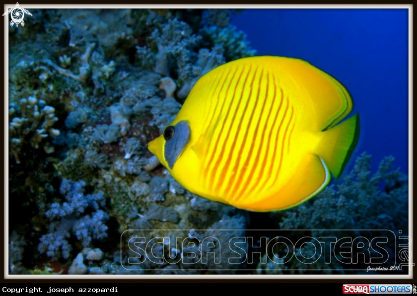 A masked butterflyfish