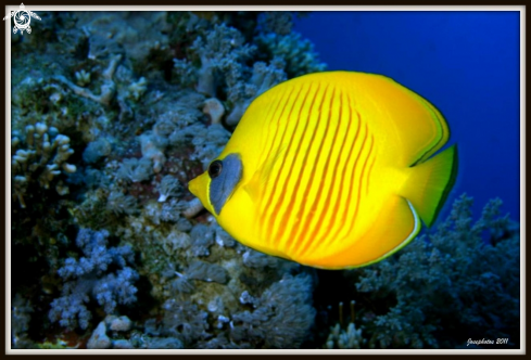 A Chaetodon semilarvatus | masked butterflyfish