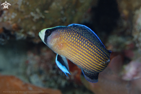 A Manonuchtys splendens | Spotted Dottyback