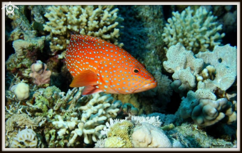 A cephalopholis miniata | Coral hind