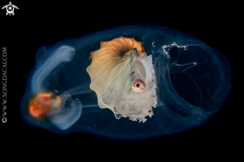 A Paper Nautilus