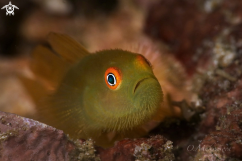 A Emerald coral goby (Paragobiodon xanthosoma)