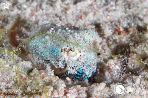 A Berry's Bobtail Squid