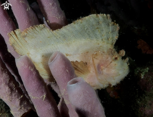 A Leaf Scorpionfish 