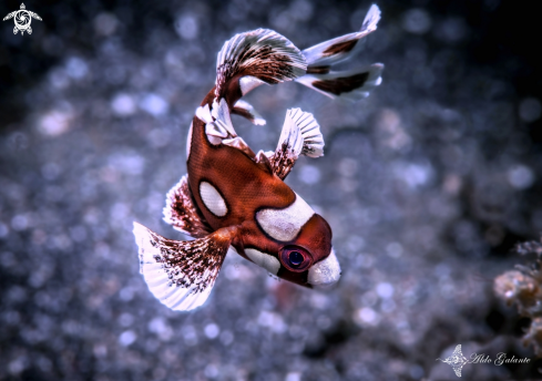 A Plectorhinchus chaetodonoides (Lacepède, 1801) | Harlequin fish