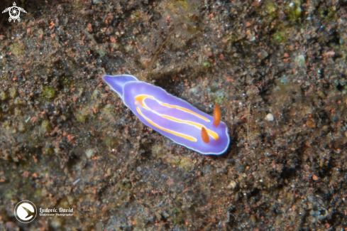 A Mexichromis trilineata | Three Banded Mexichromis